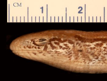 Media type: image;   Herpetology R-175743